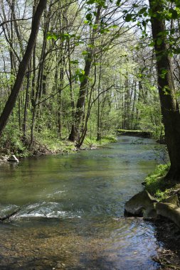 Bahar ormanında deresi olan bir manzara.