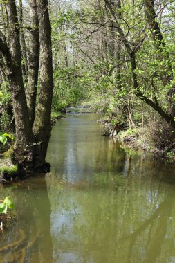 İlkbaharda ormanda deresi olan bir manzara.