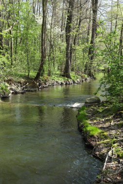 İlkbaharda ormanda deresi olan bir manzara.