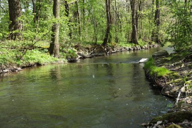 İlkbaharda ormanda deresi olan bir manzara.