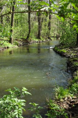 İlkbaharda ormanda deresi olan bir manzara.