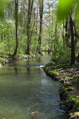 İlkbaharda ormanda deresi olan bir manzara.