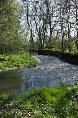 İlkbaharda ormanda deresi olan bir manzara.