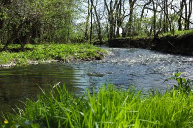 İlkbaharda ormanda deresi olan bir manzara.