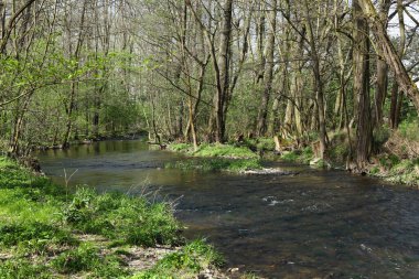 Ormanda deresi olan bir manzara.