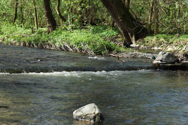Nehir manzarası ve ormandaki ördekler