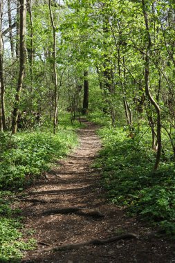 Yeşil bir ormanda yolu olan bir manzara.