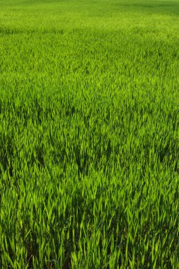 Genç yeşil buğday tarlası