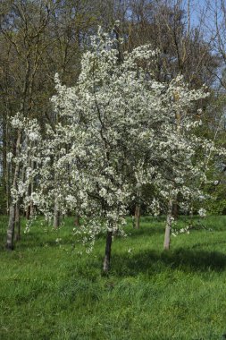 kiraz ağaçlarının açtığı bahar manzarası