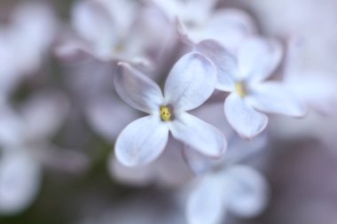 macro dolusu leylak çiçeği. bahar çiçekleri
