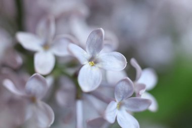 macro dolusu leylak çiçeği. bahar çiçekleri