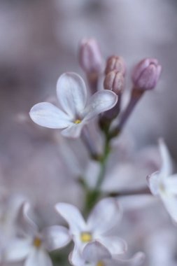 macro dolusu leylak çiçeği. bahar çiçekleri