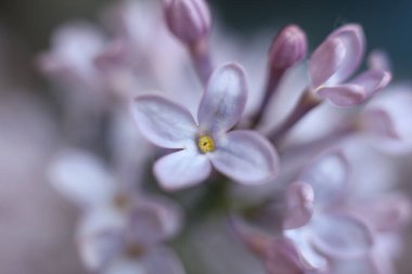 macro dolusu leylak çiçeği. bahar çiçekleri