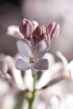 macro dolusu leylak çiçeği. bahar çiçekleri