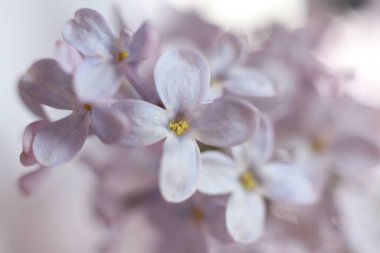 macro dolusu leylak çiçeği. bahar çiçekleri