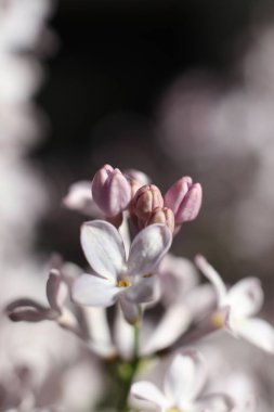 macro dolusu leylak çiçeği. bahar çiçekleri