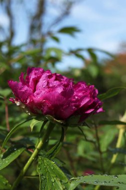 Paeonia suffruticosa, Moutan tree peony flower covered in water drops in the spring garden, close up clipart