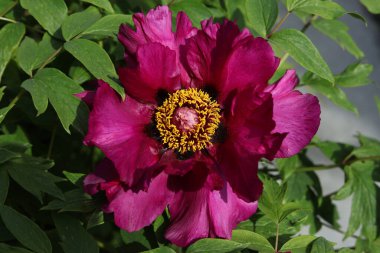 Paeonia Suffruticosa, Bahar bahçesinde Moutan ağacı şakayığı çiçeği, yakın çekim