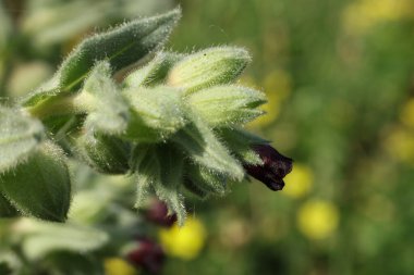 Çiçek açmış bir nonea pulla çiçeğine yaklaş