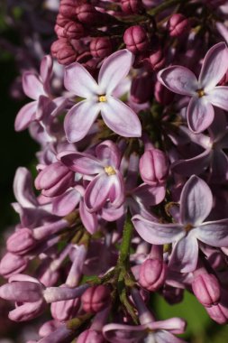Bahçedeki güzel leylak çiçekleri. Yakın plan..