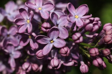 Bahçedeki güzel leylak çiçekleri. Yakın plan..