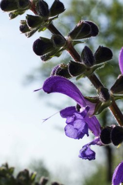 Purple salvia pratensis flower close up on blurred background clipart