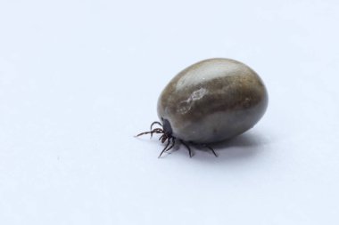 Beyaz arka planda Ixodes ricinus kenesi. Makro.