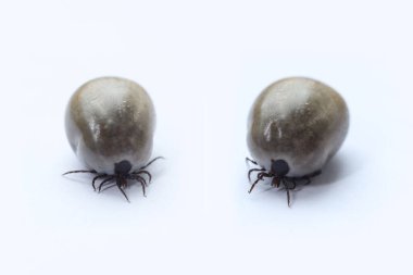 Beyaz arka planda Ixodes ricinus kenesi. Makro.