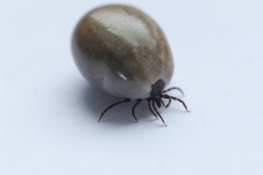 Beyaz arka planda Ixodes ricinus kenesi. Makro.