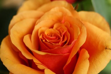 Arka plan olarak güzel bir turuncu gül, yakın plan. Çiçek tasarımı