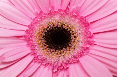 Pembe gerbera çiçek makrosu yakın plan. Doğal çiçek arkaplanı.