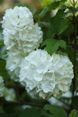 Beyaz Viburnum opulus, guelder-rose veya guelder gül çalısı bahar bahçesinde 