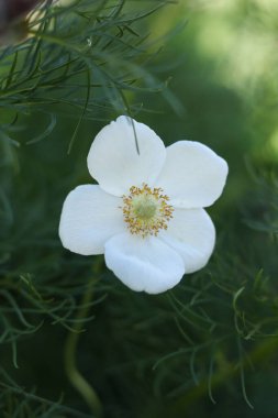 white anemone  flower in the garden clipart