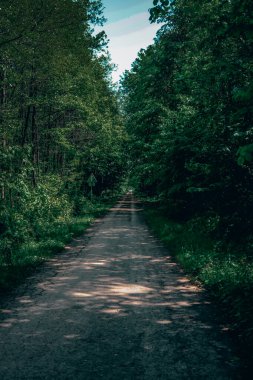 Ormanın güzel manzarası
