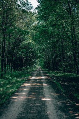 Ormanın güzel manzarası