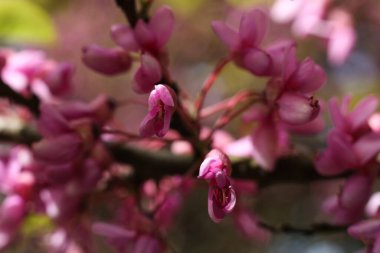 Cercis silikastrum, kırmızı tomurcuk ağacı çiçek açtı.
