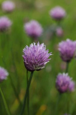 yeşil çimenlerin arka planında mor soğan çiçekleri.