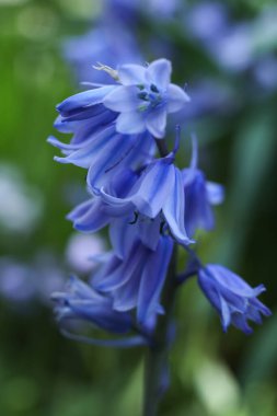 Hyacinthoides Hispanica 'nın, İspanyol çan çiçeğinin ya da bahar bahçesindeki ahşap sümbül çiçeğinin yakın çekimi. 