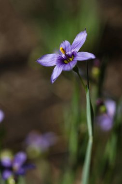 purple Sisyrinchium angustifolium, commonly known as narrow-leaf blue-eyed-grass, flower in the garden, macro shot clipart