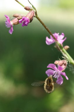 Bombylius major on a pink flower in the garden. Shallow depth of field. clipart
