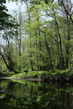 Ormandaki nehrin güzel manzarası