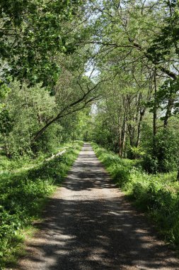 Ormanda yolu olan bir manzara.