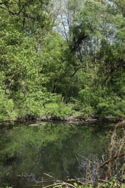Ormandaki nehrin güzel manzarası
