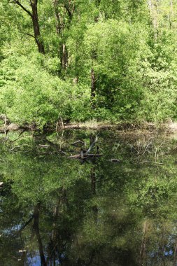 Ormandaki nehrin güzel manzarası