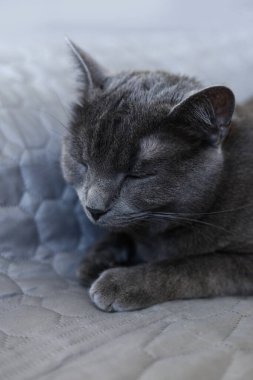 Gri arka planda kehribar sarısı gözleri olan gri bir İngiliz kedisinin portresi.