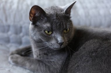 Gri arka planda kehribar sarısı gözleri olan gri bir İngiliz kedisinin portresi.