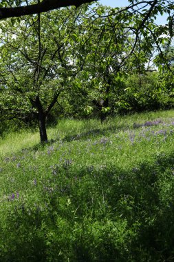 Çiçekli bir çayır ve mavi gökyüzünün arka planında bir ağaç.