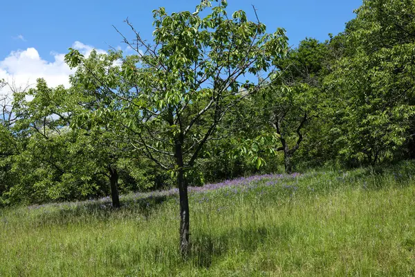 Çiçekli bir çayır ve mavi gökyüzünün arka planında bir ağaç.