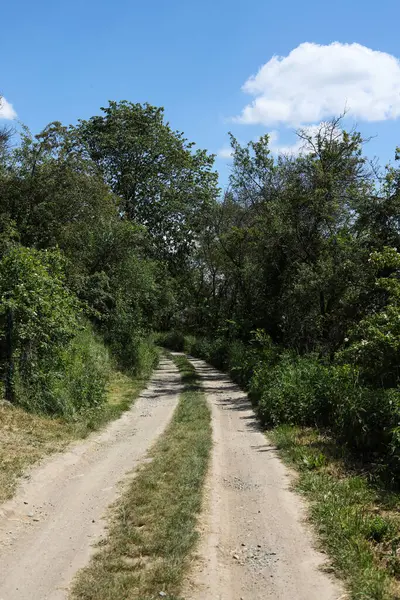 Tarlada, bulutlu mavi gökyüzünün arka planında.