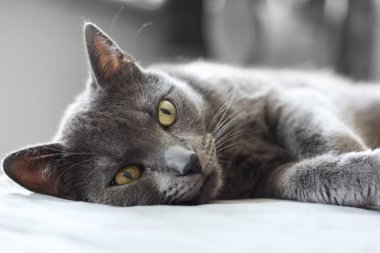 Evdeki yatakta yatan sarı gözlü güzel gri kedi.